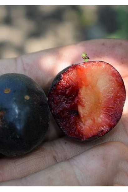 Pluot ‘Cherricos’